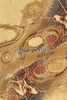 Ковер Isfahan Bellona amber (Шерсть) 